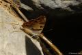 Thaleropis ionia (Anadolu Şehzadesi)